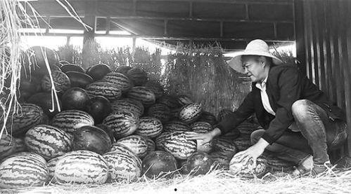 吃瓜群众岱岱细节,那些不为人知的细节故事
