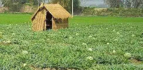 摆摊吃瓜群众图片,摆摊吃瓜群众众生相